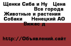 Щенки Сиба и Ну › Цена ­ 35000-85000 - Все города Животные и растения » Собаки   . Ненецкий АО,Вижас д.